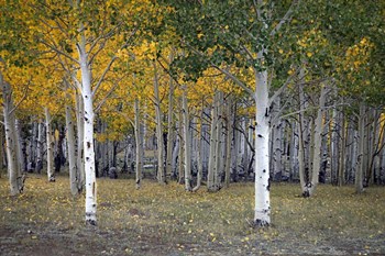 Dixie Forest, UT by J.D. McFarlan art print