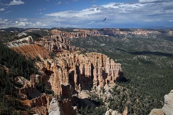 #214 Soaring over Bryce by J.D. McFarlan art print