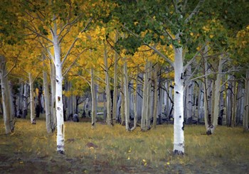 Dixie Forest, UT by J.D. McFarlan art print