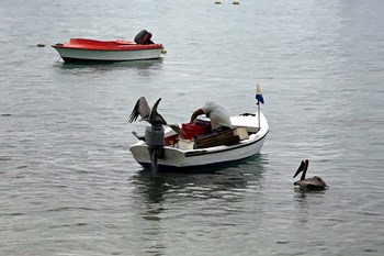 Bonaire 2 by J.D. McFarlan art print