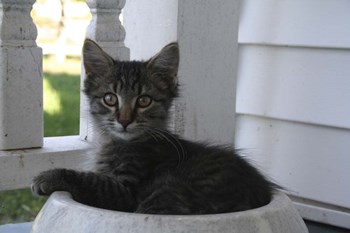 Close up of Cat by Jeff Rasche art print