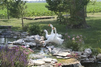 Geese by Jeff Rasche art print