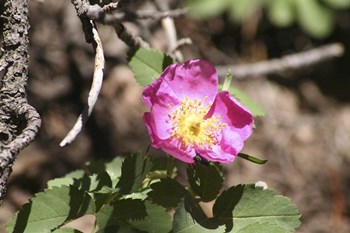 Pink Floral by Jeff Rasche art print