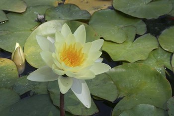 Pond Lily - White by Jeff Rasche art print