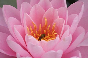 Pond Lily Fly In Pink Lily by Jeff Rasche art print