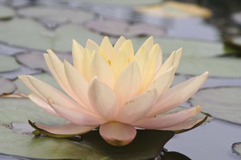 Pond Lily Solo Lily by Jeff Rasche art print