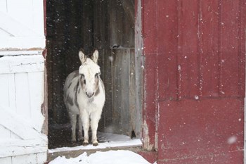 White Pony by Jeff Rasche art print