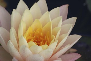 Pond Lily by Jeff Rasche art print