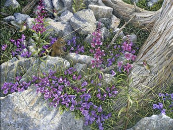 Calliope Hummingbirds by Jeff Tift art print