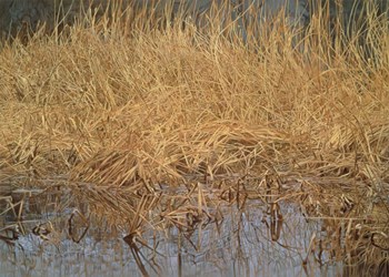 Common Snipe by John Naito art print