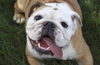 Happy Bulldog by Karen J. Williams art print