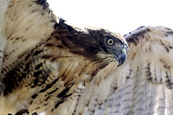 Hawk Swoop by Karen J. Williams art print