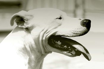 Pretty Boy by Karen J. Williams art print