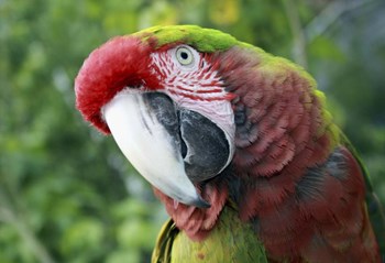 Quizacle Parrot by Karen J. Williams art print