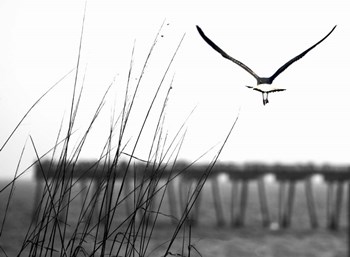 Soaring by Karen J. Williams art print