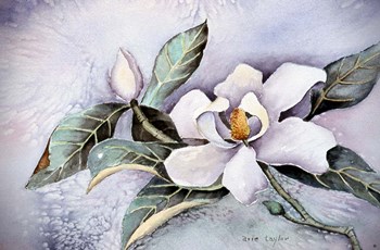 Magnolia Blossom by Arie Reinhardt Taylor art print
