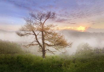 Misty Mountain Tree by Celebrate Life Gallery art print