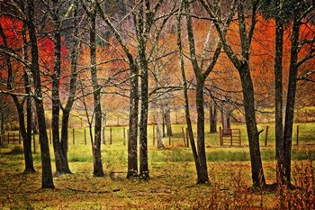 Autumn Grove by Celebrate Life Gallery art print