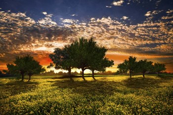 Shadows in the Meadow by Celebrate Life Gallery art print