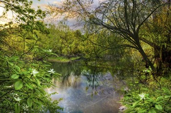 Magnolia Overlook in Summer by Celebrate Life Gallery art print