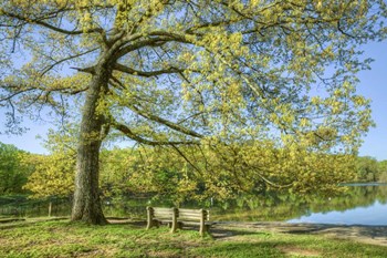 I Will Wait for You in Spring by Celebrate Life Gallery art print