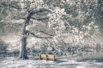 I Will Wait for You in Winter by Celebrate Life Gallery art print