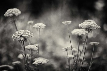 Coup d&#39;etat by Geoffrey Ansel Agrons art print