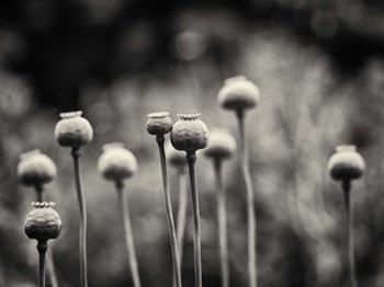 Little Nemo in Slumberland by Geoffrey Ansel Agrons art print