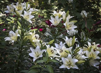 Lilies by J.D. McFarlan art print