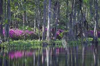 Middleton Place 9, SC by J.D. McFarlan art print