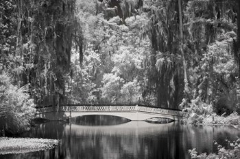 Magnolia Gardens B&amp;W by J.D. McFarlan art print