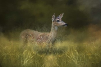 Young Buck In The Meadow by Jai Johnson art print
