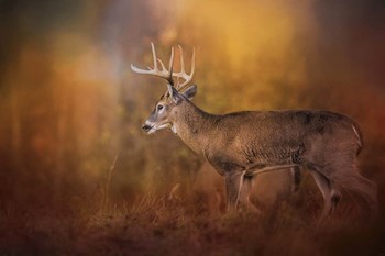 Big Buck In Autumn by Jai Johnson art print
