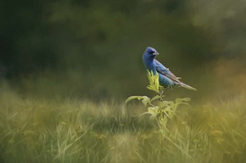 Blue Gem In The Meadow by Jai Johnson art print