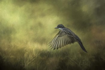 Hovering by Jai Johnson art print