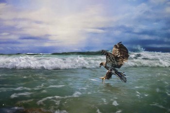 Juvenile Eagle At Sea by Jai Johnson art print