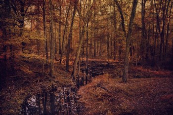 Shiloh Creek 4 by Jai Johnson art print