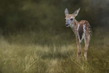 Tiny Fawn In The Meadow by Jai Johnson art print