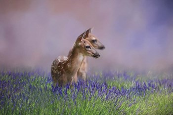 Twin Fawns In The Lavender by Jai Johnson art print