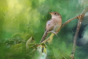 Wren In The Garden by Jai Johnson art print