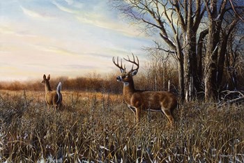 Breaking Cover by Jim Hansel art print