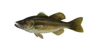 Fish Large Mouth Bass by Jim Hansel art print