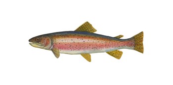 Rainbow Trout by Jim Hansel art print