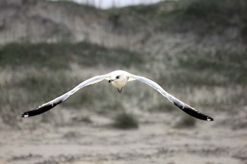 Flight by Karen J. Williams art print