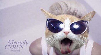 Meowly Cyrus by Kimberly Glover art print