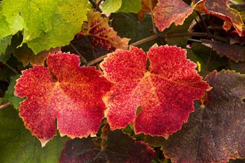 Autumn Leaves 2 by Lance Kuehne art print