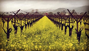 Frog&#39;s Leap by Lance Kuehne art print