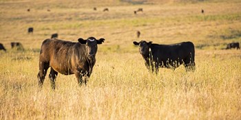 Out Standing in their Field by Lance Kuehne art print