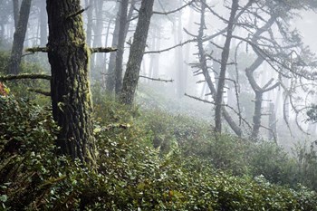 Primeval Woods by Lance Kuehne art print