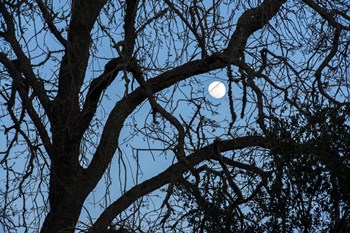 Winter Moon by Lance Kuehne art print